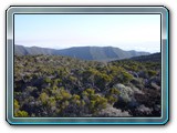 141 Vegetation 