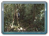 144 Vegetation 