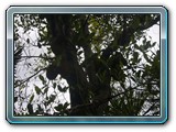 145 Vegetation 