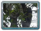 146 Vegetation 