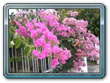 148 Vegetation 
