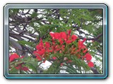 150 Vegetation 