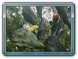151 Vegetation 
