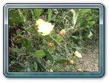 152 Vegetation 