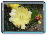 153 Vegetation 