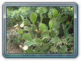 154 Vegetation 