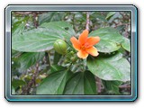 156 Vegetation 
