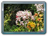 157 Vegetation 