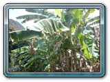158 Vegetation 