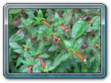 159 Vegetation 