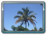 160 Vegetation 