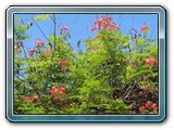 161 Vegetation 