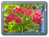162 Vegetation 