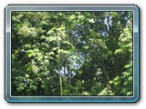 163 Vegetation 
