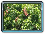 164 Vegetation 