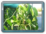 165 Vegetation 