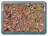 166 Vegetation 