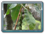 167 Vegetation 