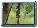 168 Vegetation 