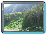 169 Vegetation 