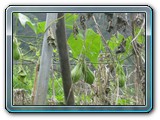 173 Vegetation 