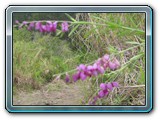 174 Vegetation 