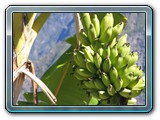 Bananes1