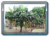 festival de la mangue 2