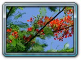 flamboyant-001