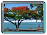 flamboyant_1152
