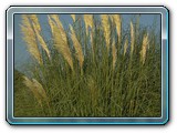 fleche_canne
