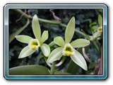 fleurs-de-vanillier