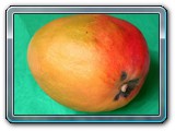 Mangue