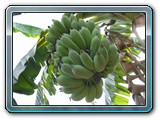 regime-de-banane-001