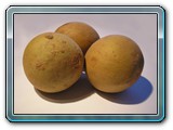 Sapotes