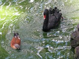 013 Animaux Reunion
