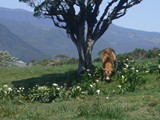 035 Animaux Reunion
